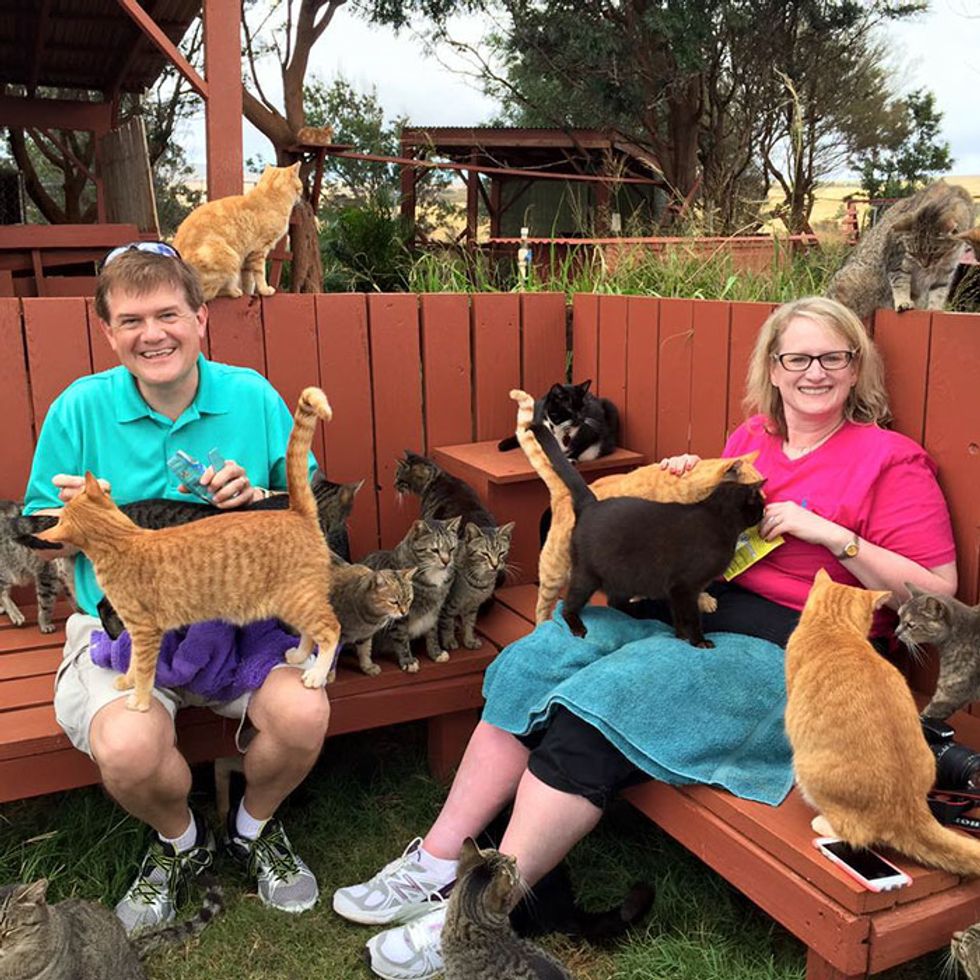 People Come from Around the World to Cuddle 500 Rescue Cats at Kitty