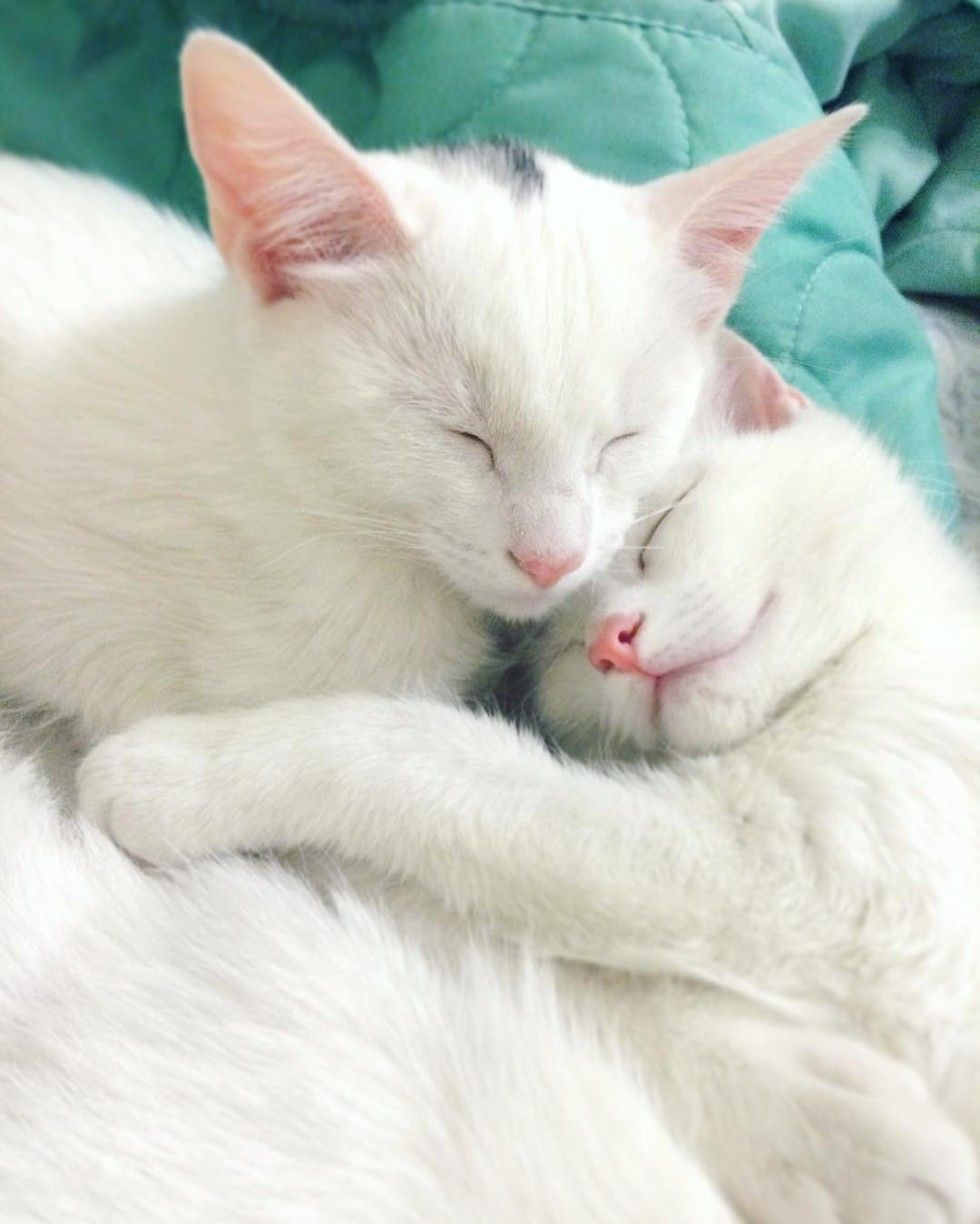 Twin Kitties With Same Colored Odd Eyes In These Stunning Photos Love Meow