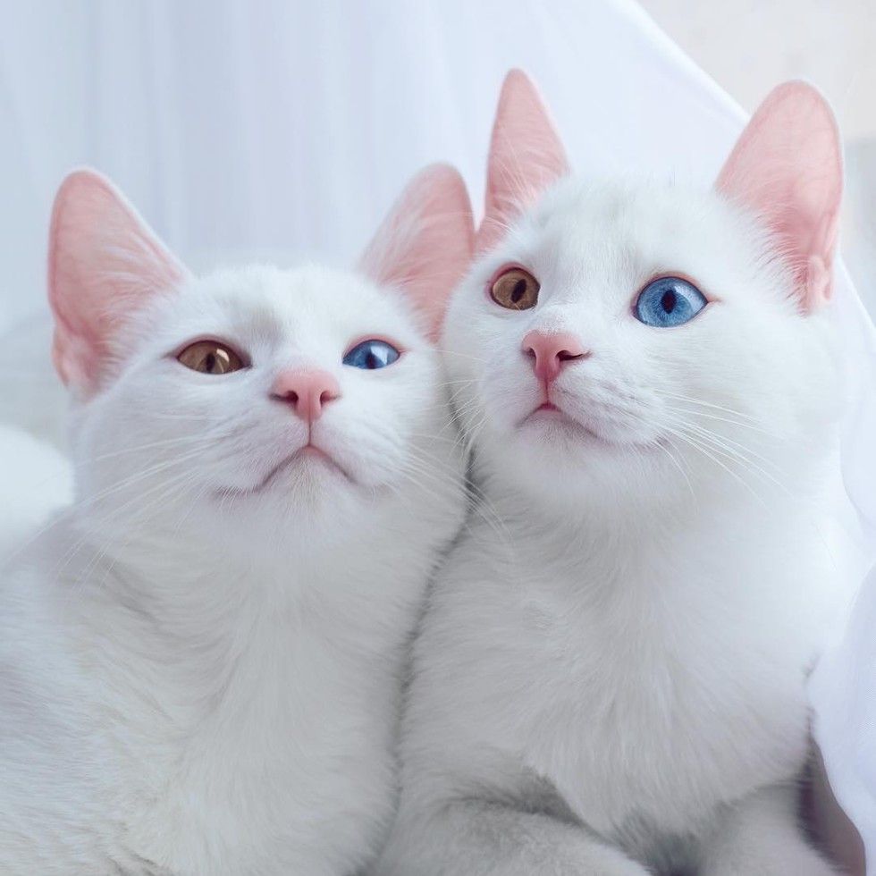 Two white hot sale kittens