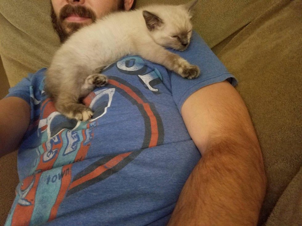 Man Tries to Find Kitten Home After Saving Her, But She Has Different ...