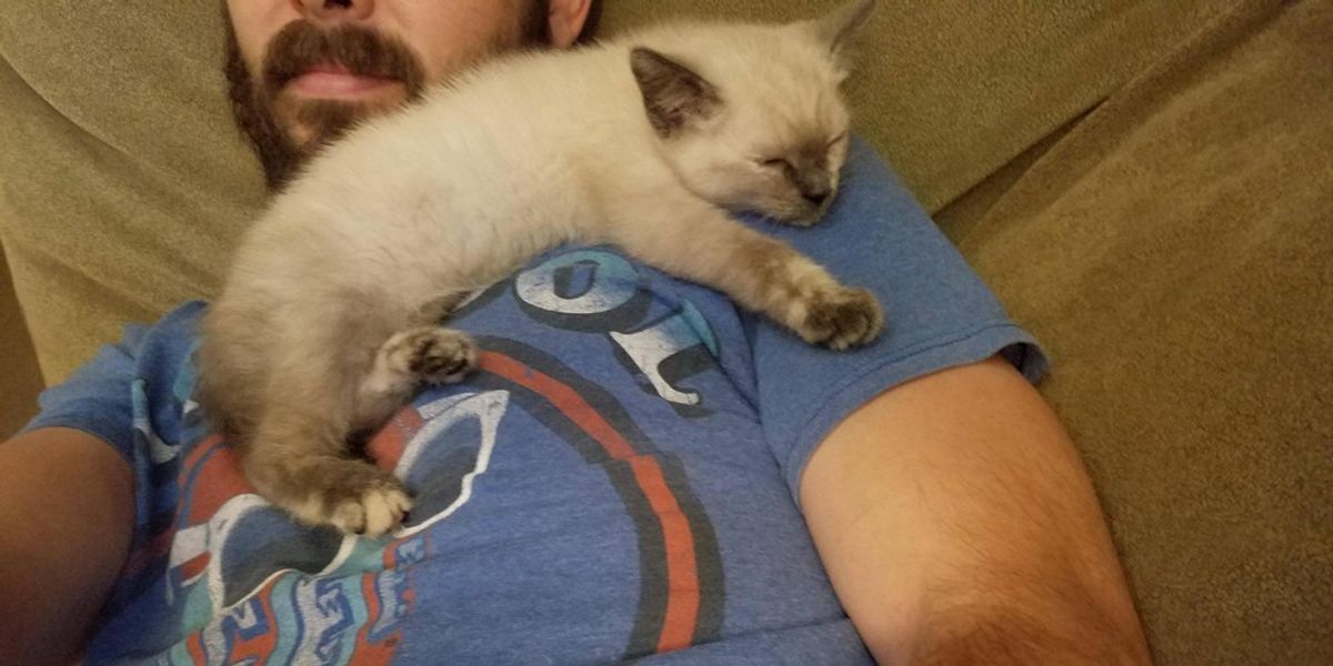 Man Tries to Find Kitten Home After Saving Her, But She Has Different