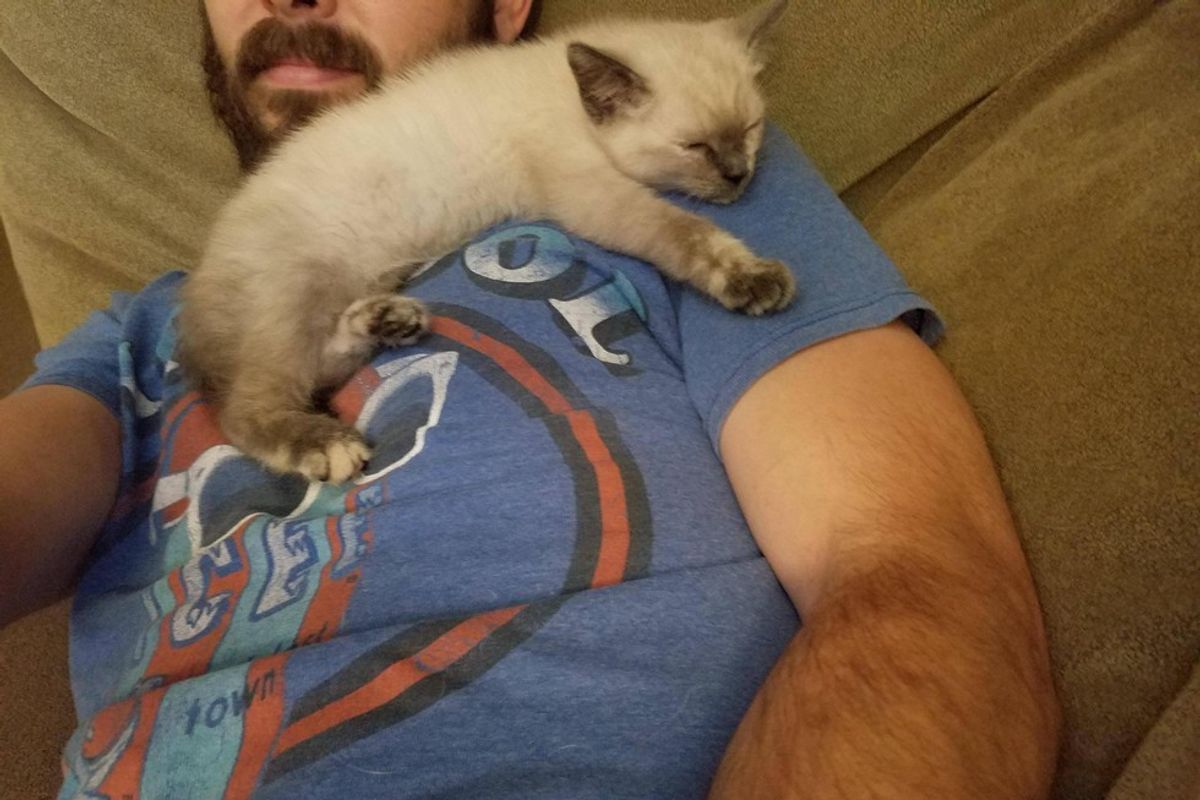 Man Tries to Find Kitten Home After Saving Her, But She Has Different Idea
