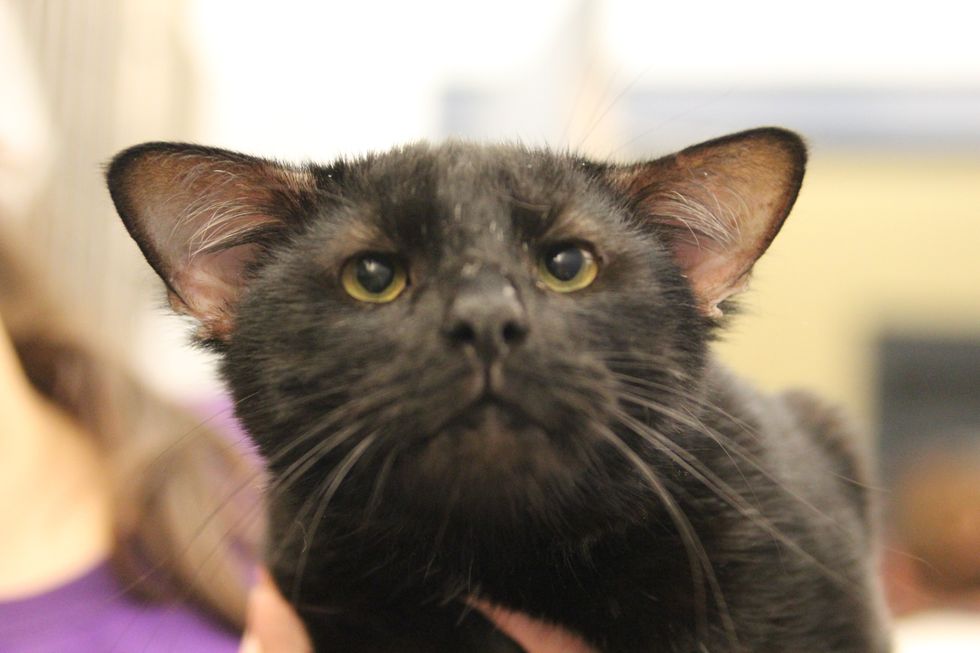 Rare Shelter Cat Found with an Extra Pair of Ears Love Meow