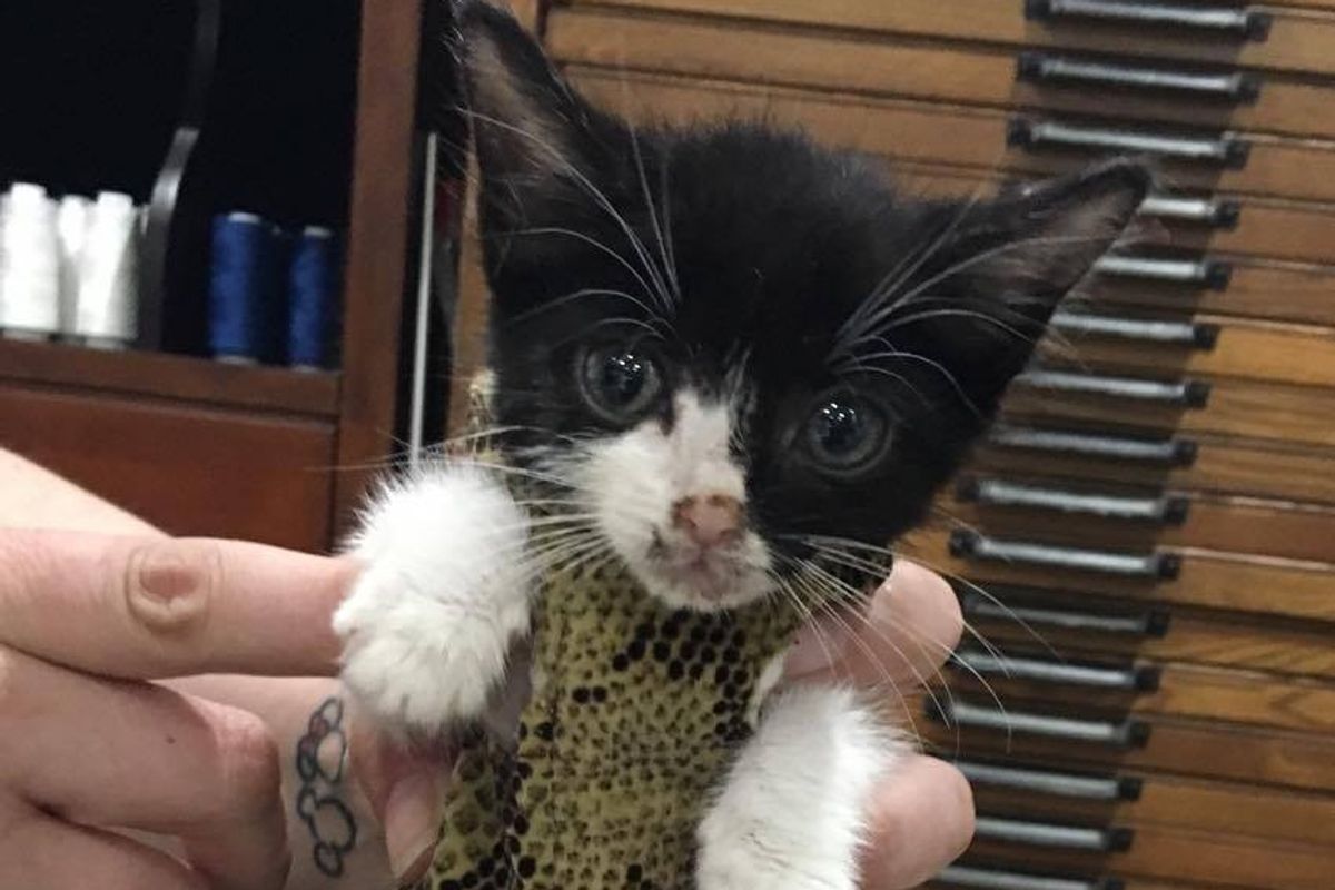 Kitty with Heart Condition Gets 'Iron Man' Suit to Protect His Heart