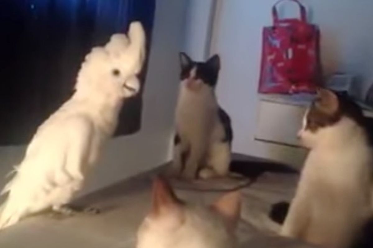 Parrot Speaks Meow to Her Kitty Followers, It's Amazing!