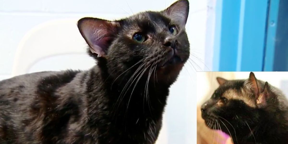 Rare Shelter Cat Found with an Extra Pair of Ears Love Meow