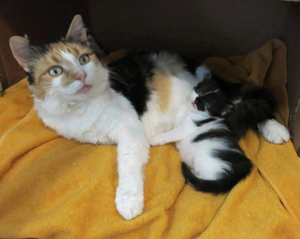 Stray Cat Begs Family to Take Her in So She Can Keep Her Only Baby Safe ...