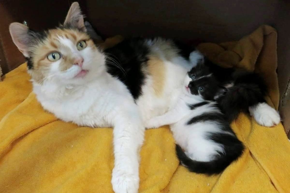 Stray Cat Begs Family to Take Her in So She Can Keep Her Only Baby Safe