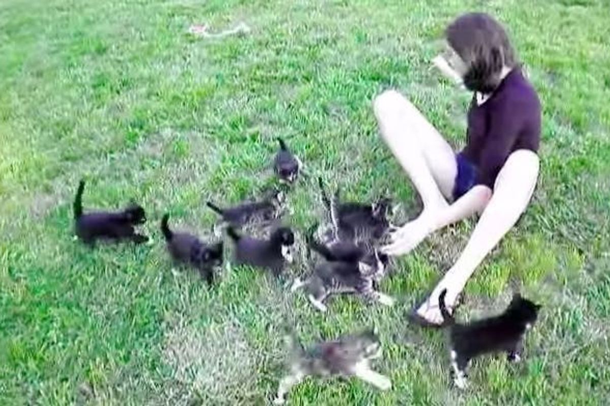 13 Little Kittens Running and Forming the Cutest Train!
