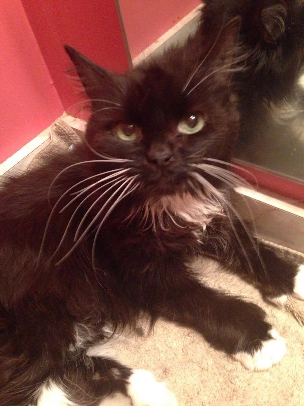 18 Year Old Cat Dropped Off Outside Shelter with Sad Note - Love Meow