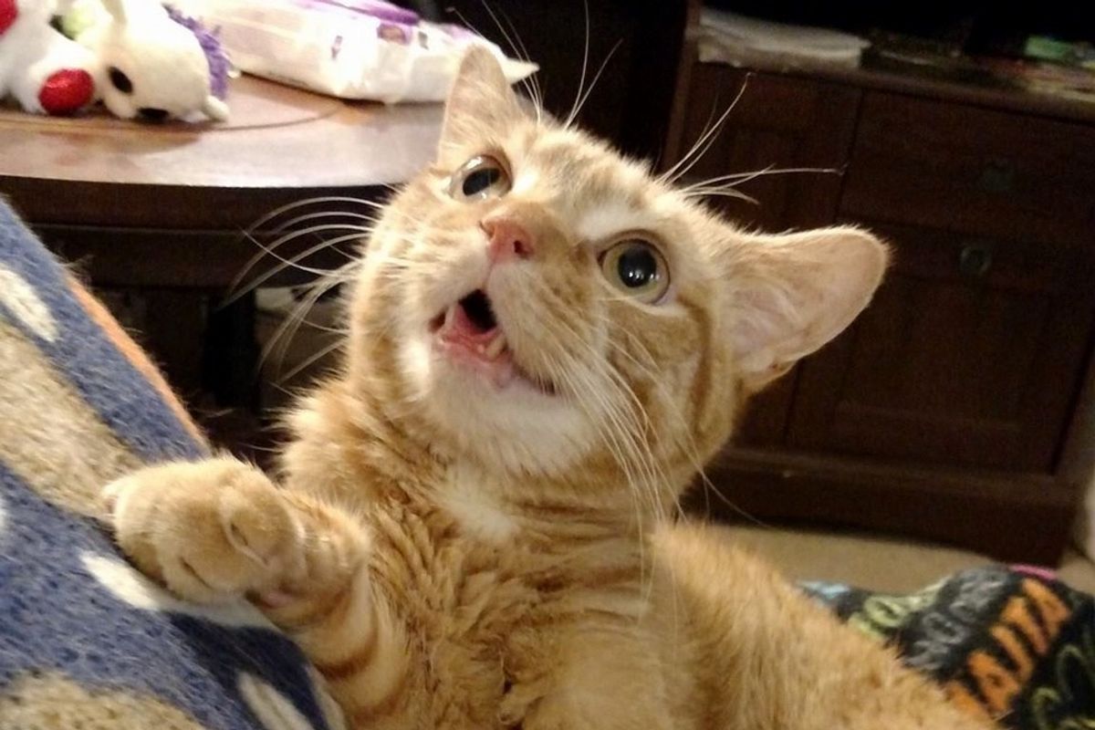 Rescue Ginger Turns His Disability into Happiness and Smiles