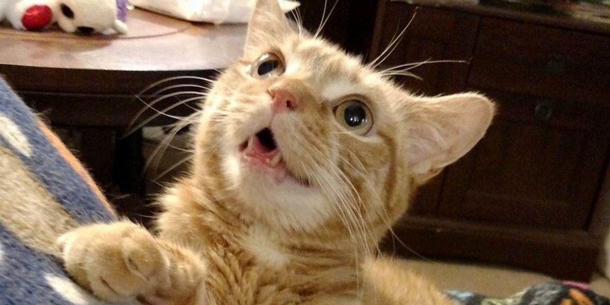 Rescue Ginger Turns His Disability into Happiness and Smiles - Love Meow