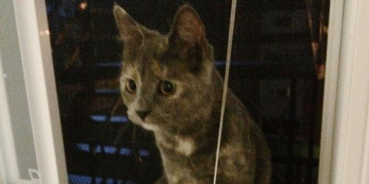 Stray Cat Comes to the Door Meowing to Be Taken in, They Don't Stand a
