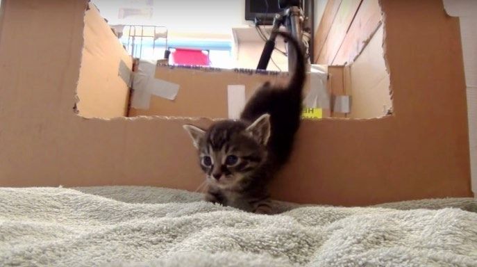 Kittens climbing out of sale box