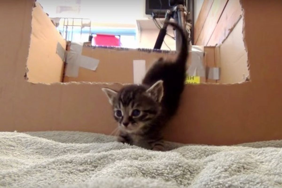 One Foster Breaks Out of Nursery Box, 5 Kittens Follow