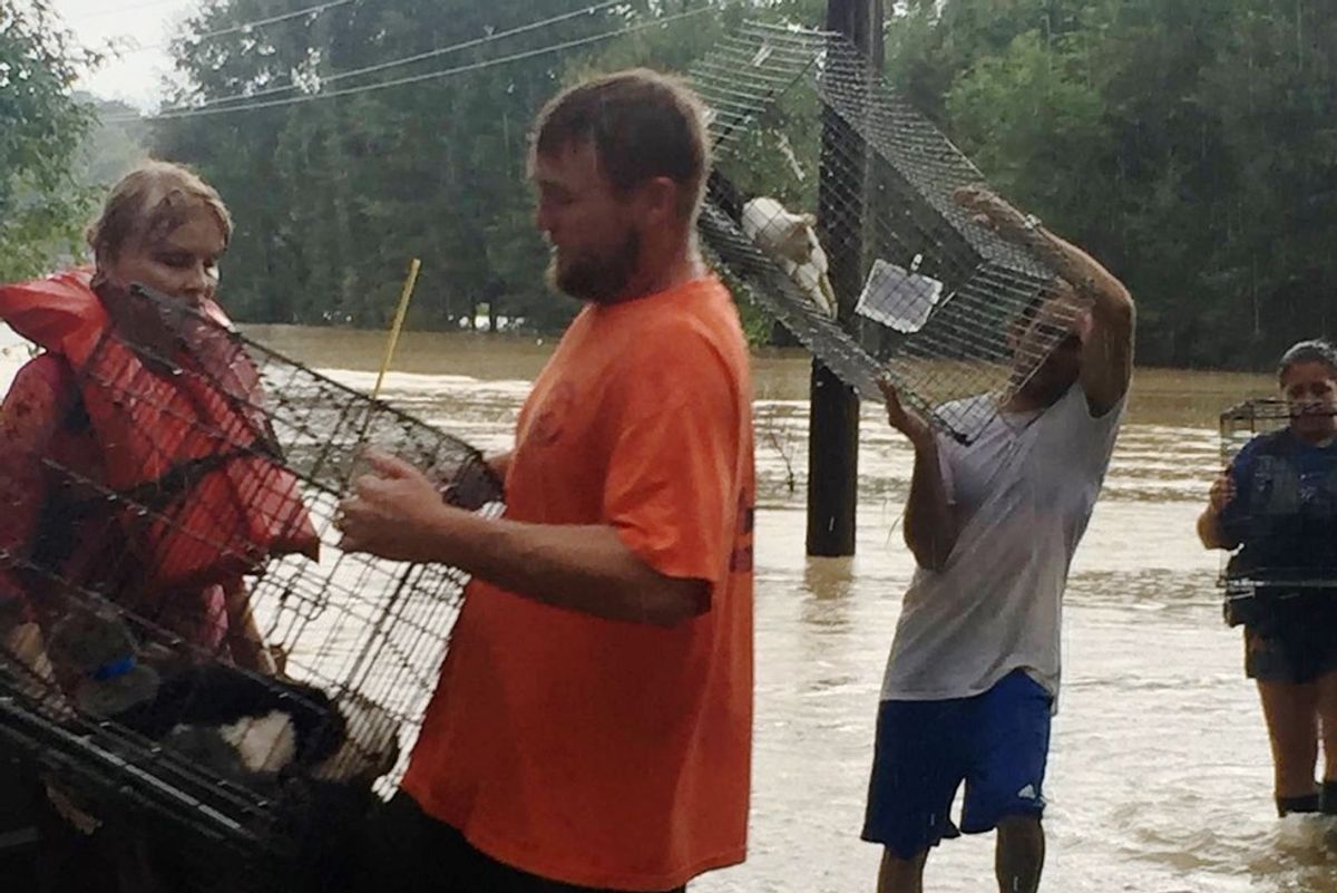 People Stay Behind to Save Animals Trapped in Devastating Louisiana Floods