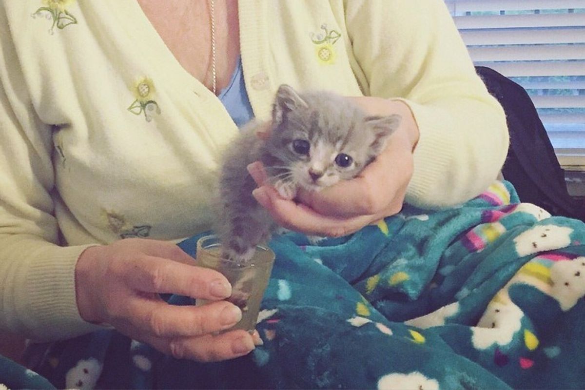 Cat Mama Begs to Be Let Back Out So She Can Lead Rescuer to Her Injured Baby