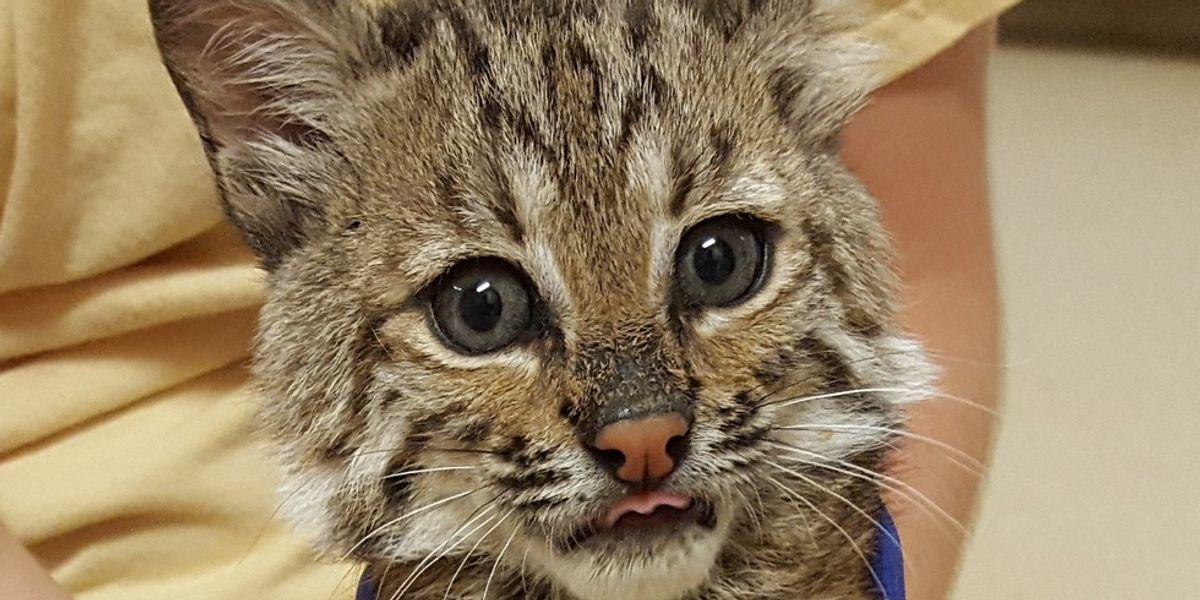 Rescue Baby Bobcat Lost Her Brother So They Found Her a 