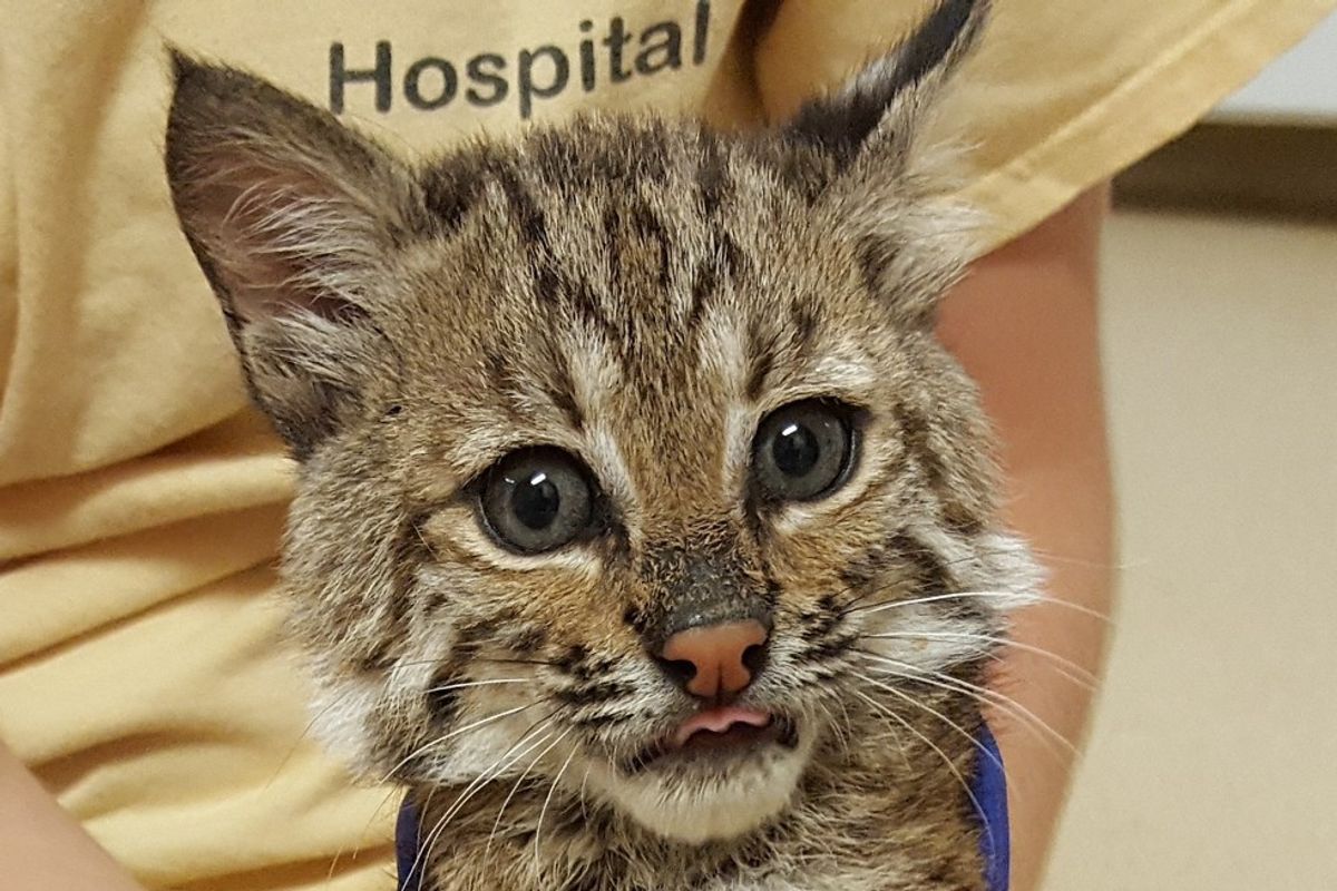 Rescue Baby Bobcat Lost Her Brother, So They Found Her a New Friend