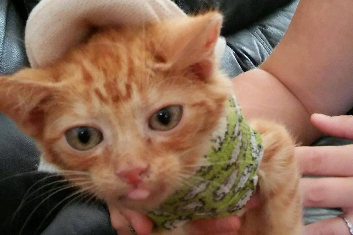 Body Cast Saves This Kitty's Life and Helps Him Get Stronger