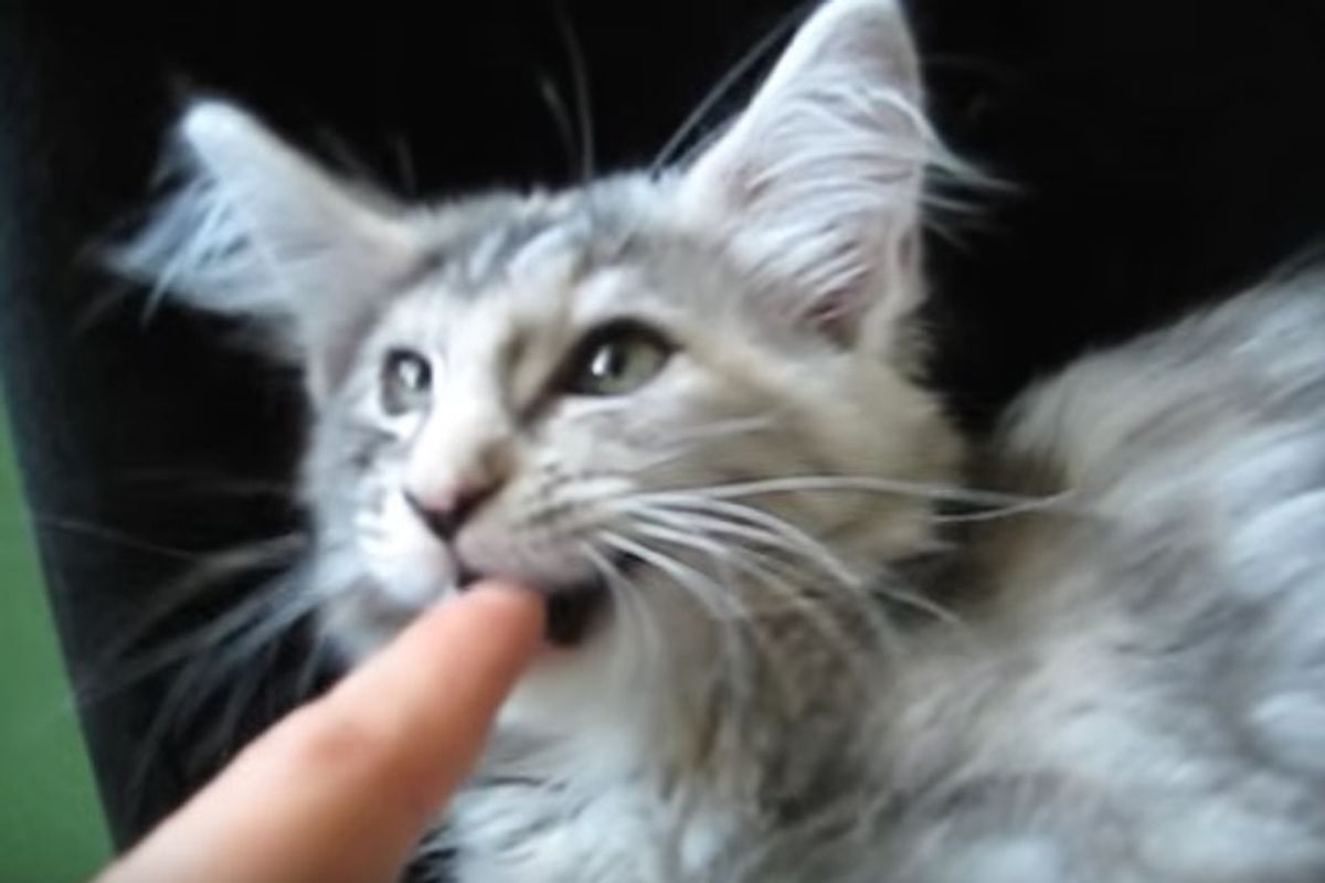 Chatty Maine Coon Squeaks as a Kitten and Purrmeows Now