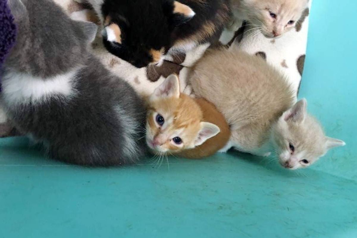 Seven Orphaned Kittens Barely Escape Huge Thunderstorm