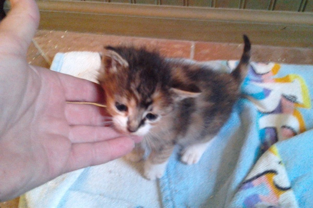 Feral Kitten Found Half Frozen Now Turned Around by Love