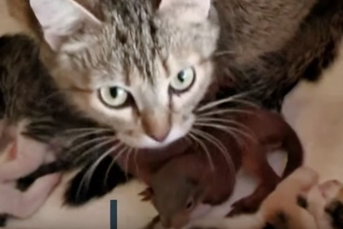 Cat Becomes Mom to 2 Orphaned Babies That Aren't Feline