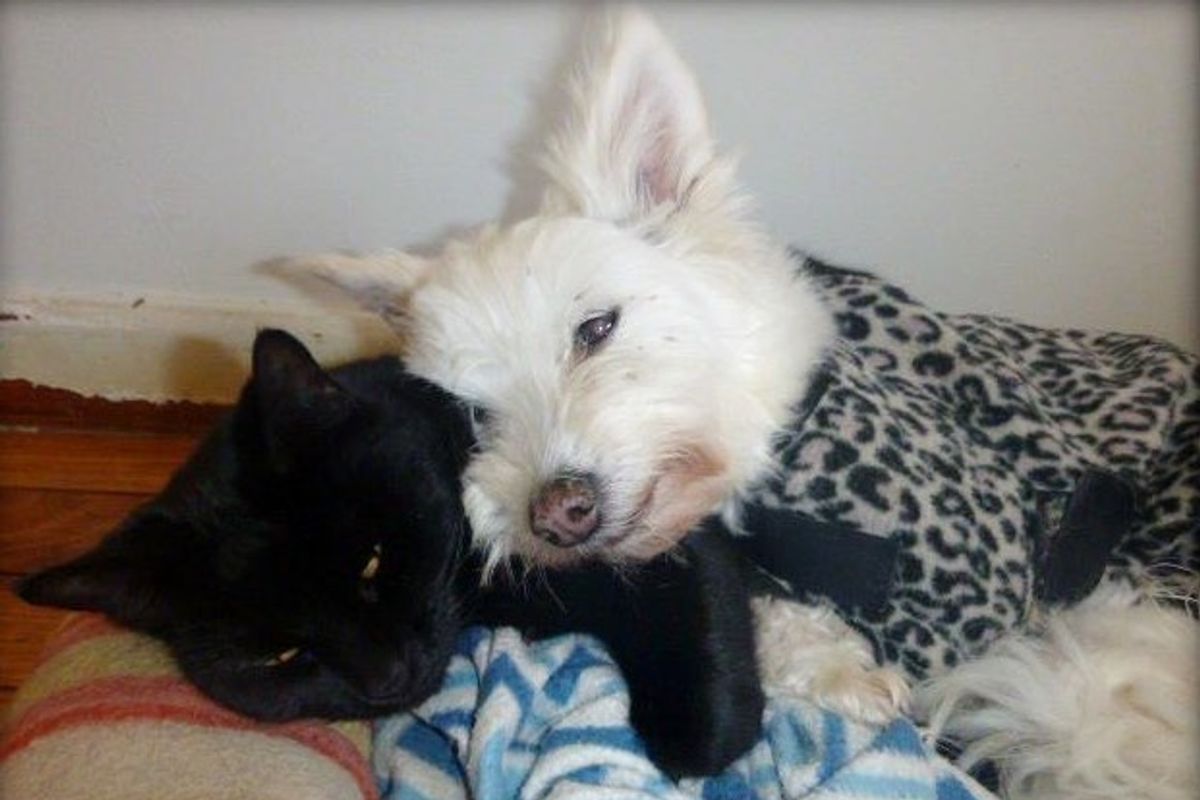 'Unwanted' Cat and Senior Dog Found Each Other and Haven't Stopped Cuddling