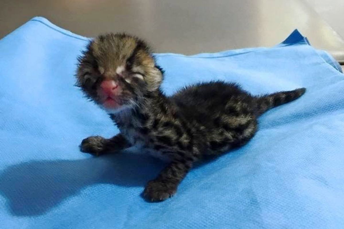 Teeny Jungle Cat Saved by Rescuers After Losing His Mom in Fire