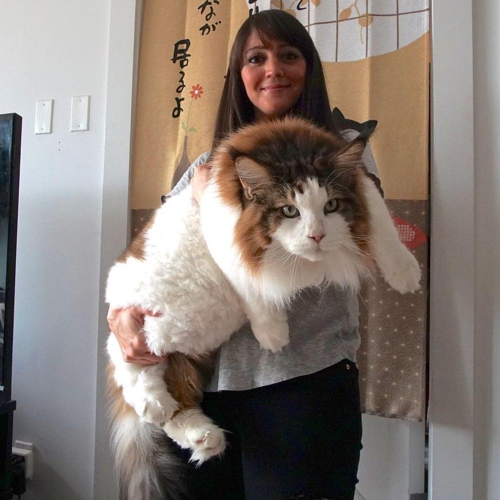 Cat Surprises His Humans with His Sheer Size, Larger Than Most Bobcats