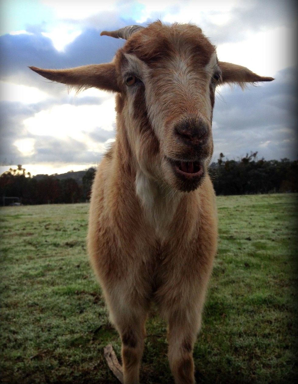 goat barely orange