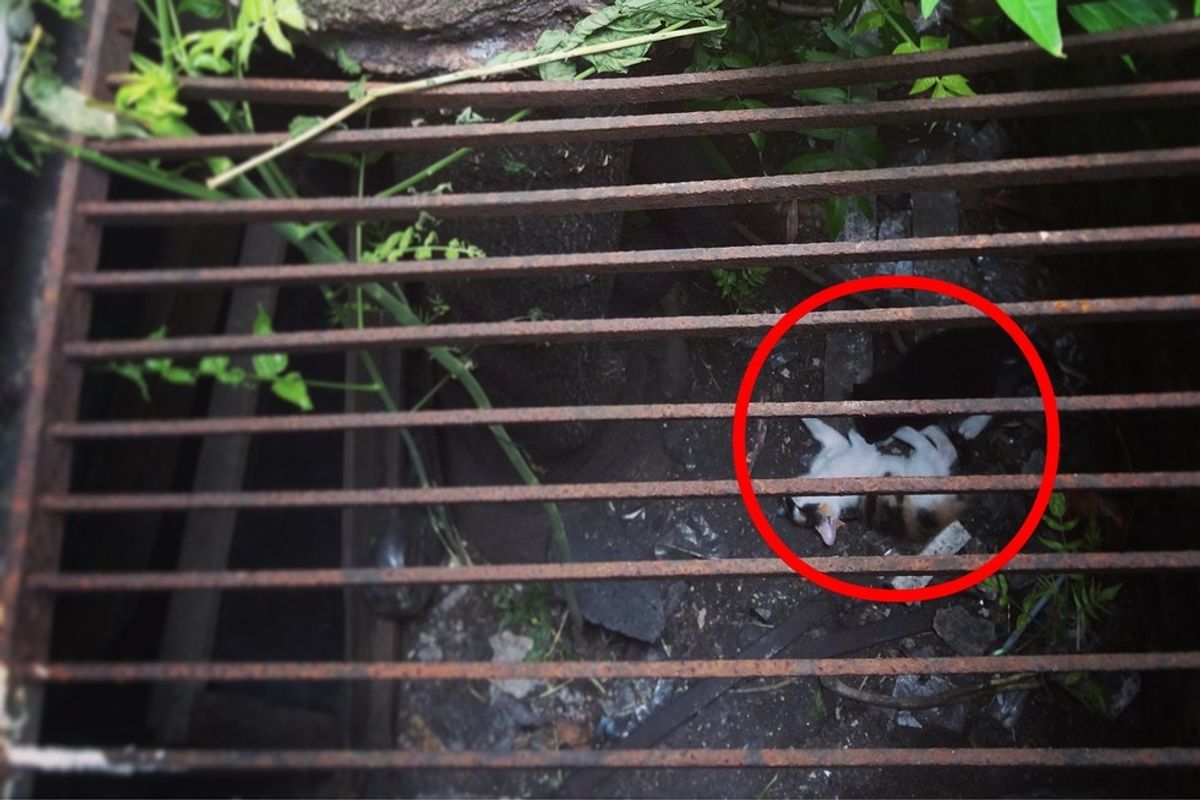 Woman Spots Two Squirmy Furballs Behind Grate and Knows She Has to Help