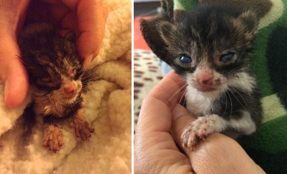 Tiniest Orphaned Kitten Found in Field Cries Out for Love, Then and Now