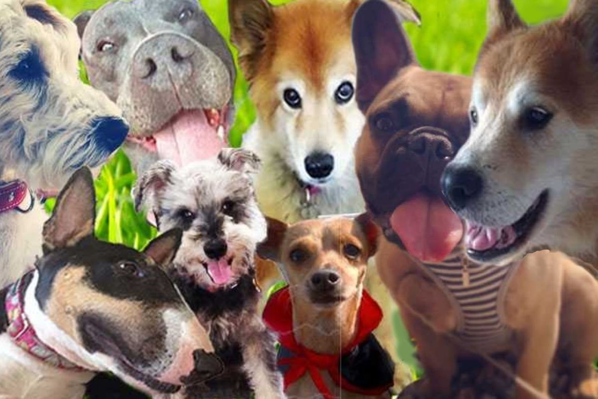 national dog day readers dog photos