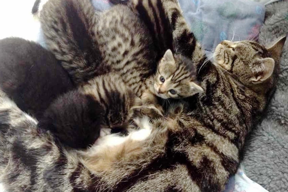 Loving Cat Mother Tracks Down Her Missing Kittens