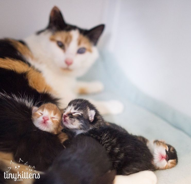 Four tiny feral kittens reunited! #kittens #cuteanimals #feral