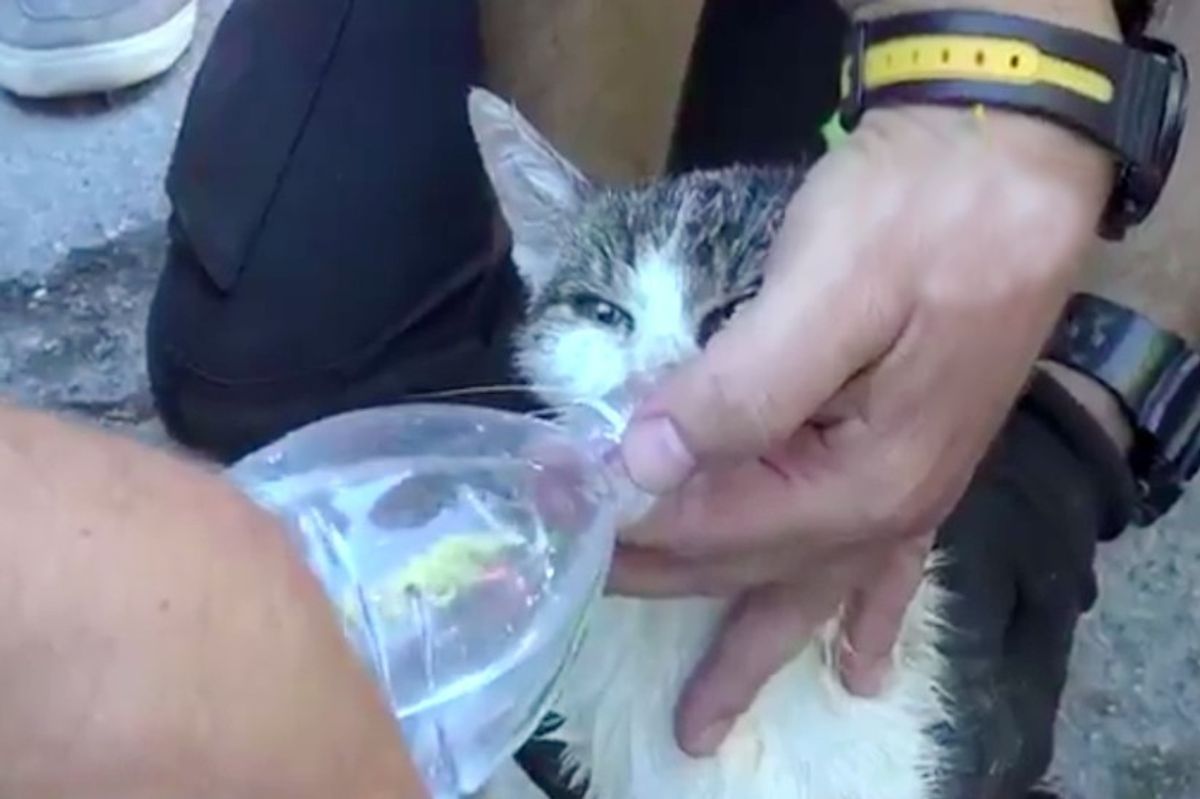 Cat Survives Being Trapped Under Italy Earthquake Rubble for Five Days