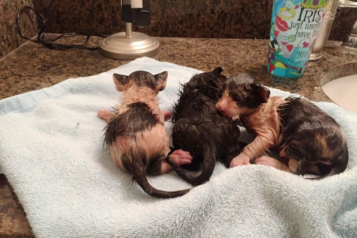 Woman Found 3 Tiniest Little Guys Huddling for Warmth Under Car in Floodwaters