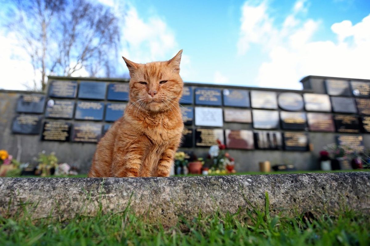 Cemetery Cat, Who Provided Comfort to Mourners for Over 20 Years, Has Passed