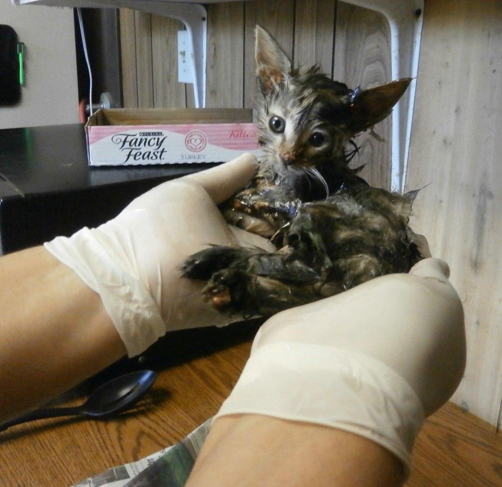 Kitten Found Covered in Mousetrap Glue is Turned Around by Love - Love Meow