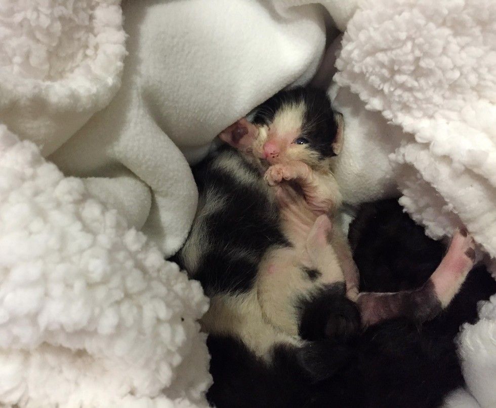 Woman Found 3 Tiniest Little Guys Huddling for Warmth Under Car in ...