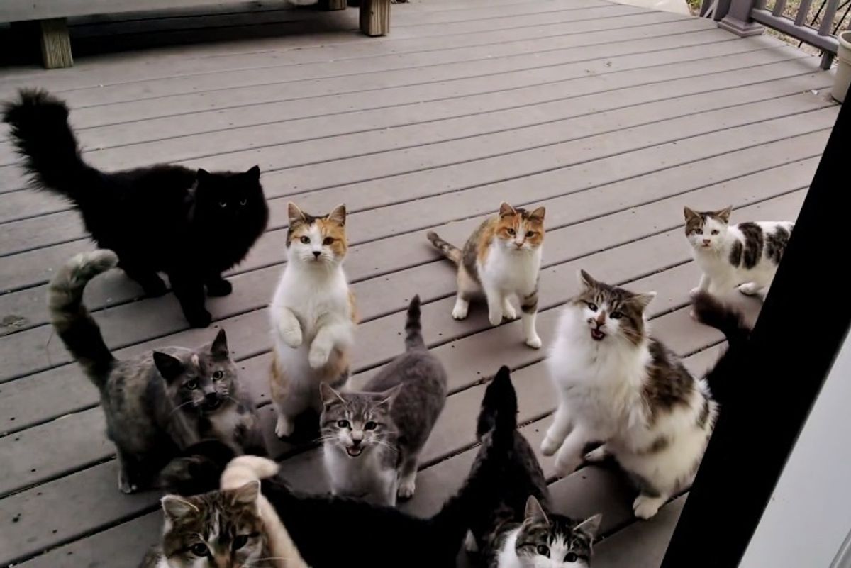Gang of Kitties Sing Loudly to Man at His Door for Dinner