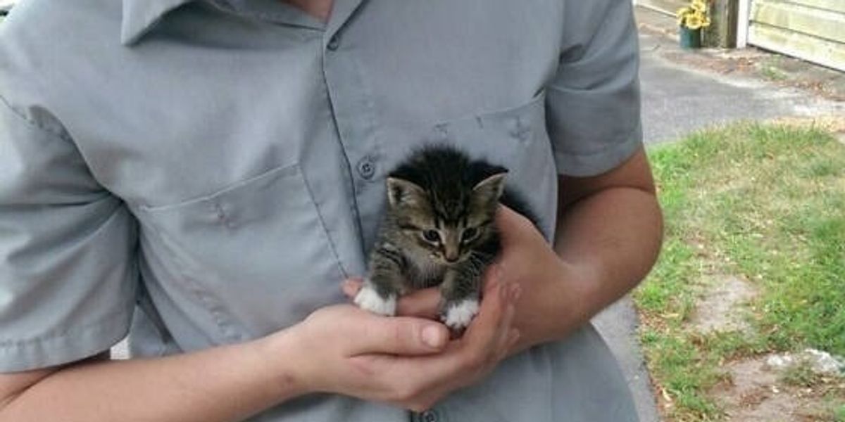 Tiny Stray Kitten Walks Up to Man, Asking to Be Adopted