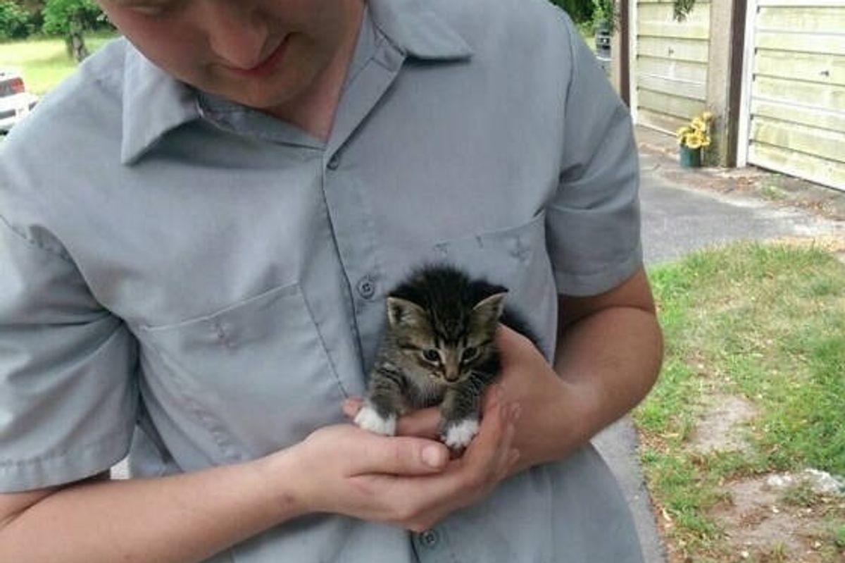 Tiny Stray Kitten Walks Up to Man, Asking to Be Adopted (with Update)