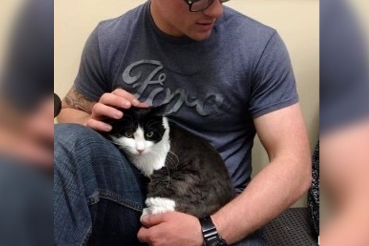 Cat Abandoned by His Former Home Clings to Man At Shelter..