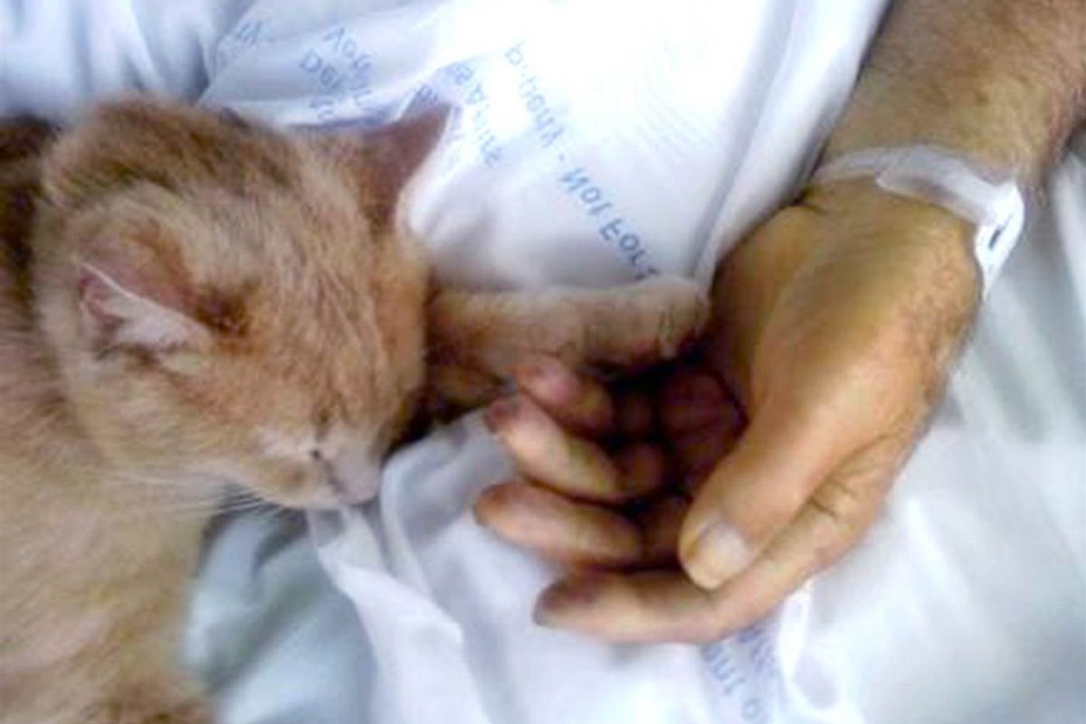 Cat Comforts Veteran and Holds His Hand Before He Passes