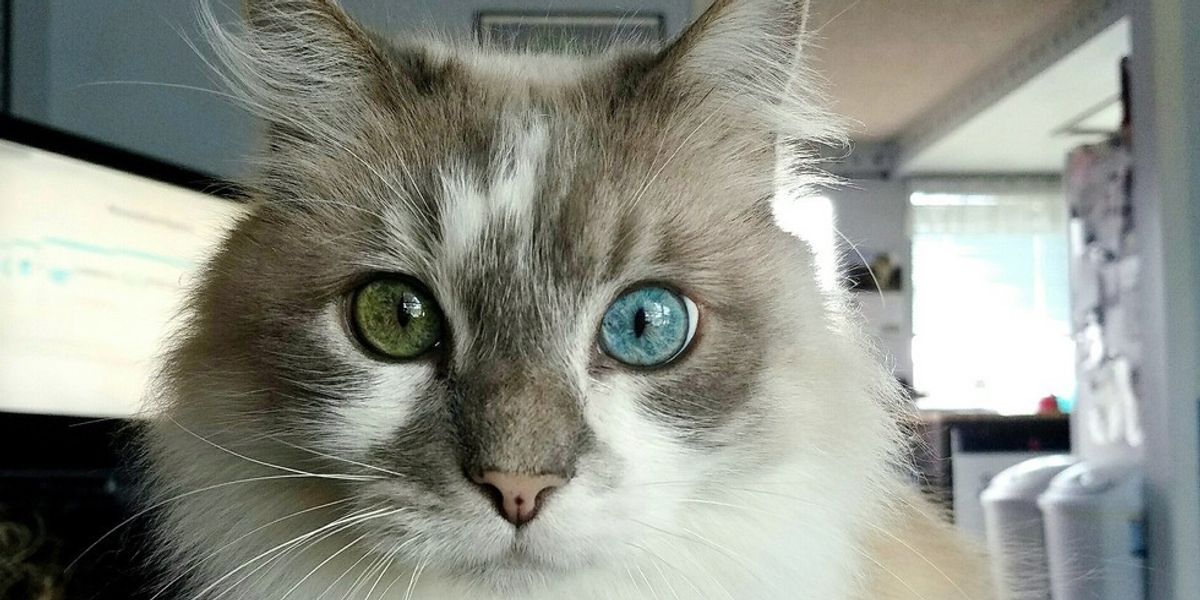 This Senior Cat Changes His Eye Color Over the Year Love Meow