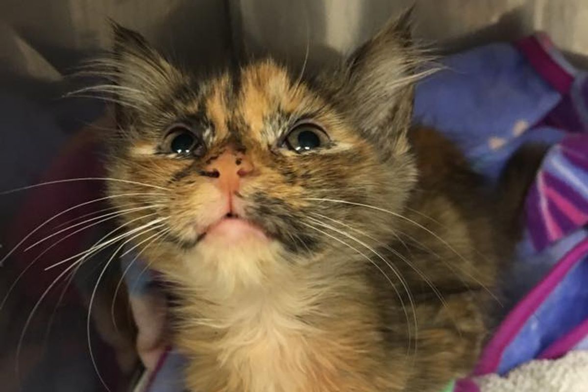 Tortie Kitten Found Lifeless Near Trash Can Surprises Her Rescuers with Her Sass