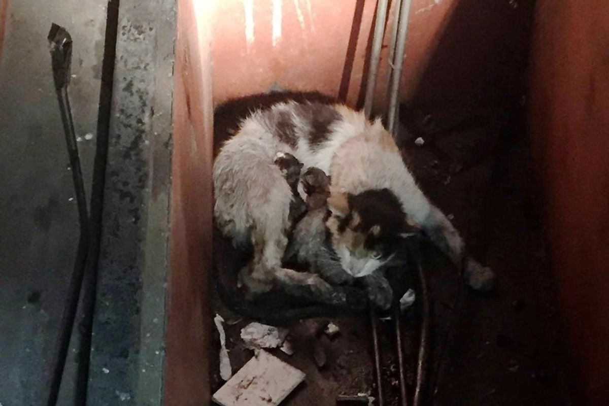 Stray Cat Brings 6 Tiny Furballs to Steel Workers